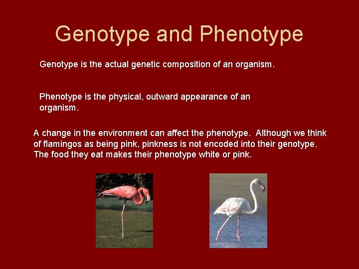 Genotype and Phenotype Genotype is the actual genetic composition of an organism. Phenotype is