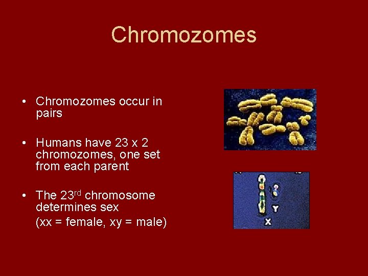 Chromozomes • Chromozomes occur in pairs • Humans have 23 x 2 chromozomes, one