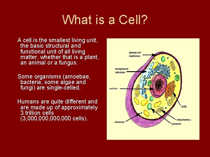 What is a Cell? A cell is the smallest living unit, the basic structural