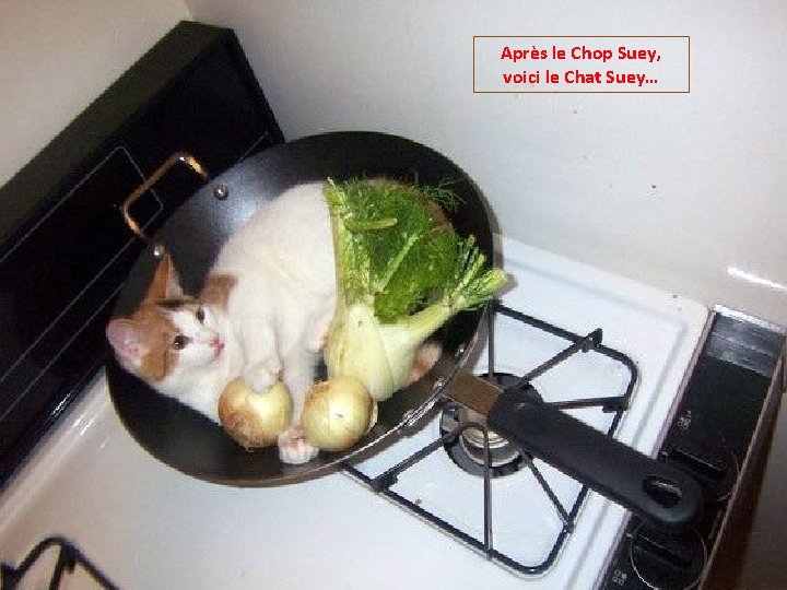 Après le Chop Suey, voici le Chat Suey… 