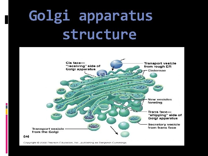 Golgi apparatus structure 
