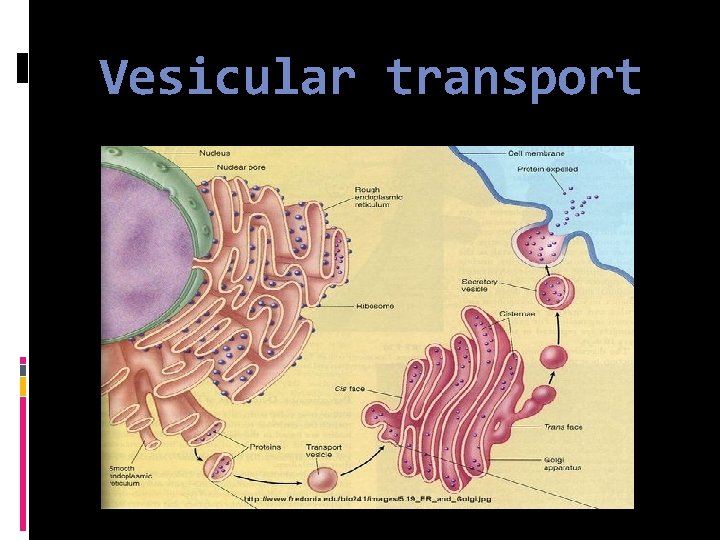 Vesicular transport 