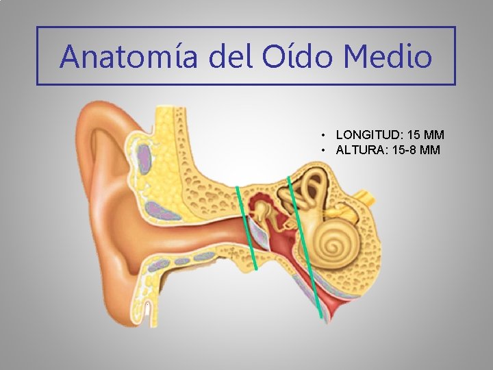 Anatomía del Oído Medio • LONGITUD: 15 MM • ALTURA: 15 -8 MM 