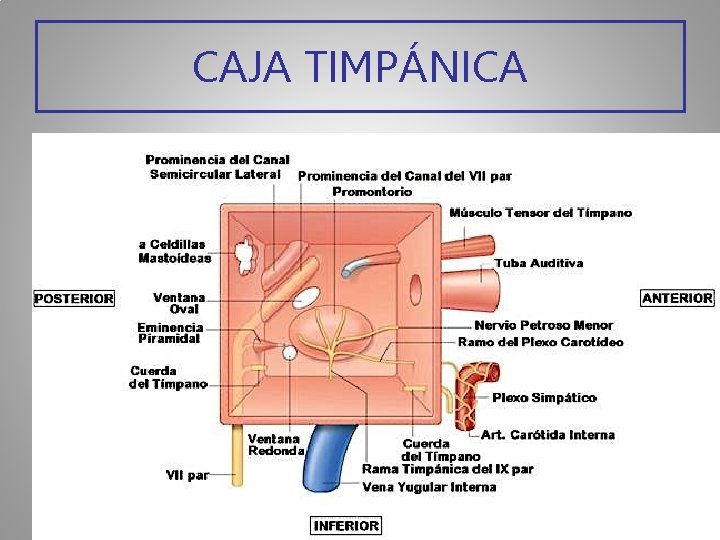 CAJA TIMPÁNICA 