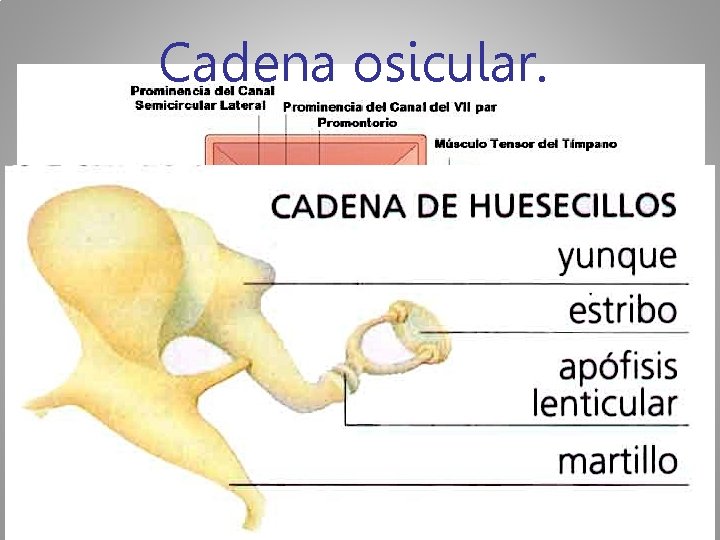 Cadena osicular. 