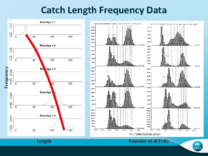 Frequency Catch Length Frequency Data Length Fournier et al 1989 