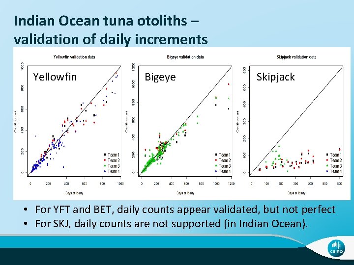 Indian Ocean tuna otoliths – validation of daily increments Yellowfin Bigeye Skipjack • For