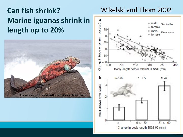 Can fish shrink? Marine iguanas shrink in length up to 20% http: //en. wikipedia.