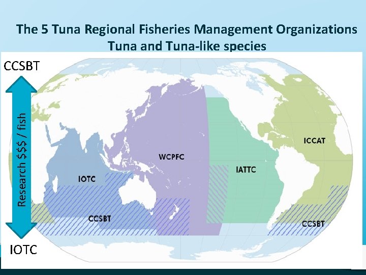 Research $$$ / fish The 5 Tuna Regional Fisheries Management Organizations Tuna and Tuna-like