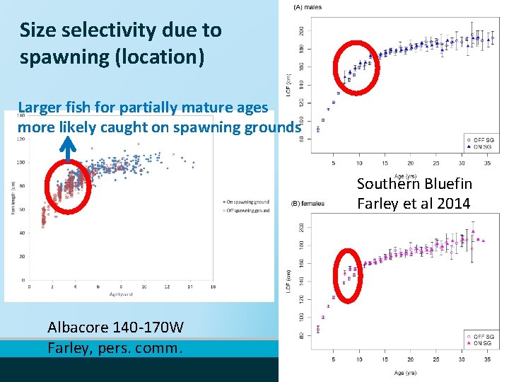 Size selectivity due to spawning (location) Larger fish for partially mature ages more likely