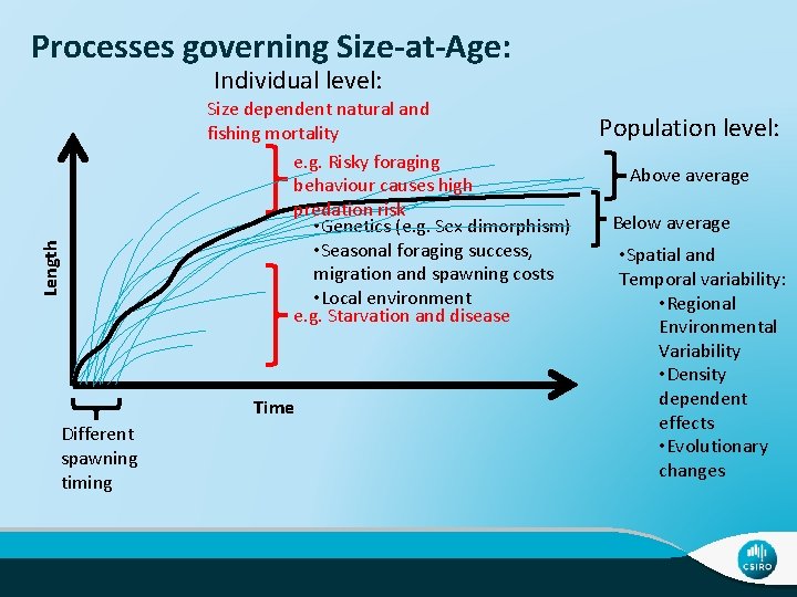 Processes governing Size-at-Age: Length Individual level: Size dependent natural and fishing mortality e. g.