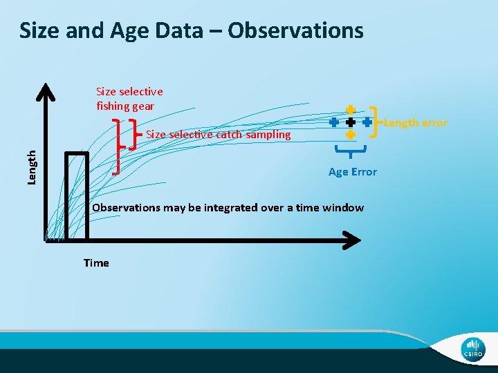 Size and Age Data – Observations Size selective fishing gear Length error Length Size