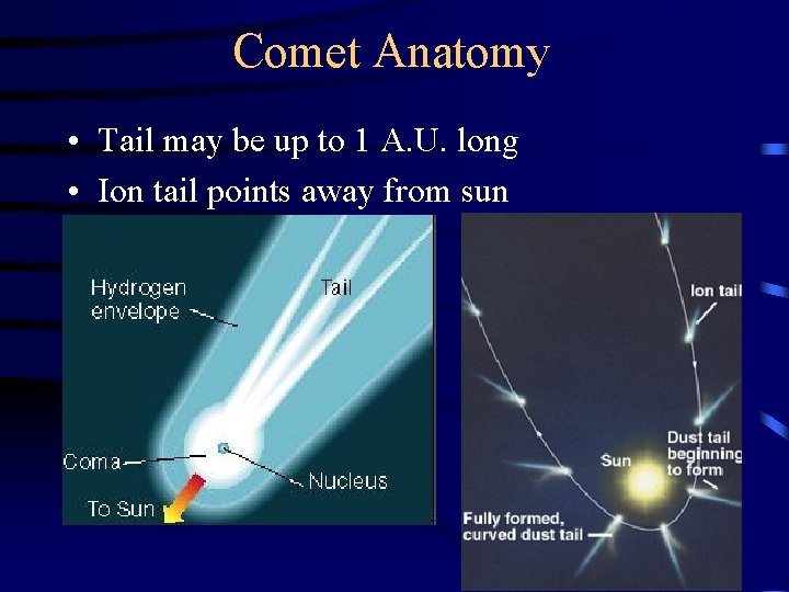 Comet Anatomy • Tail may be up to 1 A. U. long • Ion