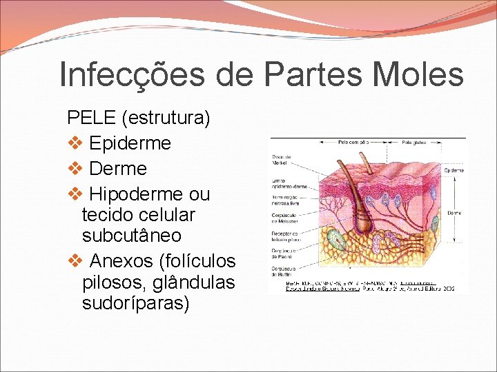 Infecções de Partes Moles PELE (estrutura) v Epiderme v Derme v Hipoderme ou tecido Infecções de Partes Moles PELE (estrutura) v Epiderme v Derme v Hipoderme ou tecido