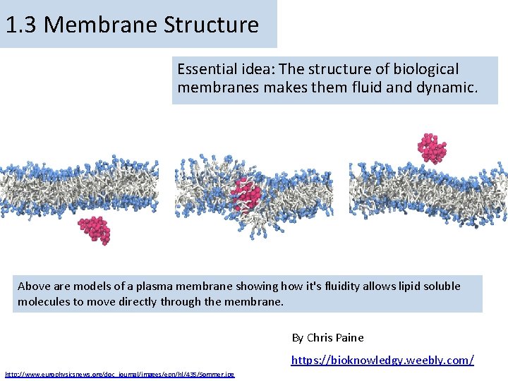 1. 3 Membrane Structure Essential idea: The structure of biological membranes makes them fluid