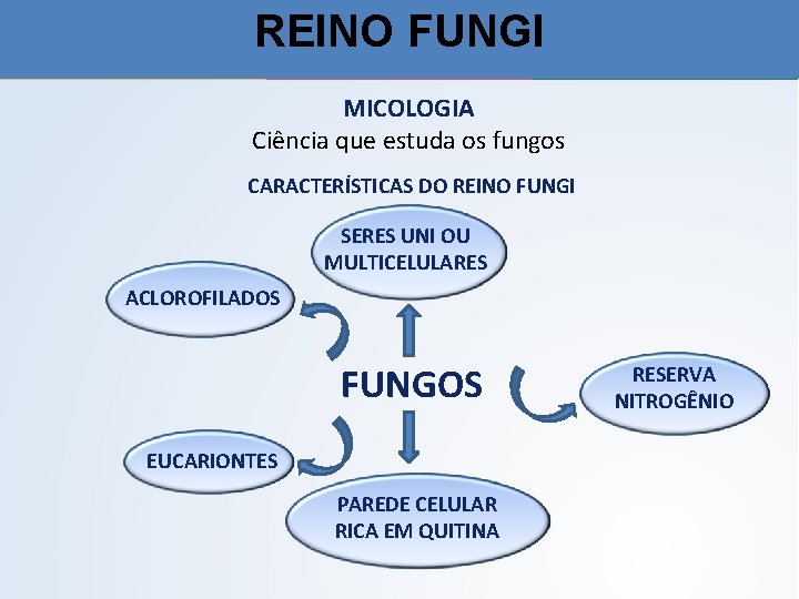 REINO FUNGI MICOLOGIA Ciência que estuda os fungos CARACTERÍSTICAS DO REINO FUNGI SERES UNI
