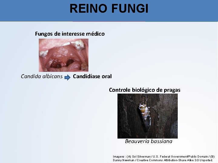 REINO FUNGI Fungos de interesse médico Candida albicans Candidíase oral Controle biológico de pragas