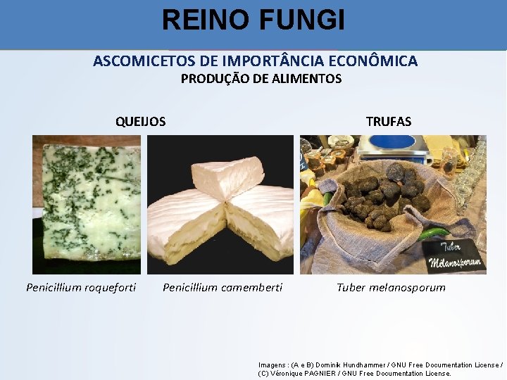 REINO FUNGI ASCOMICETOS DE IMPORT NCIA ECONÔMICA PRODUÇÃO DE ALIMENTOS QUEIJOS Penicillium roqueforti TRUFAS