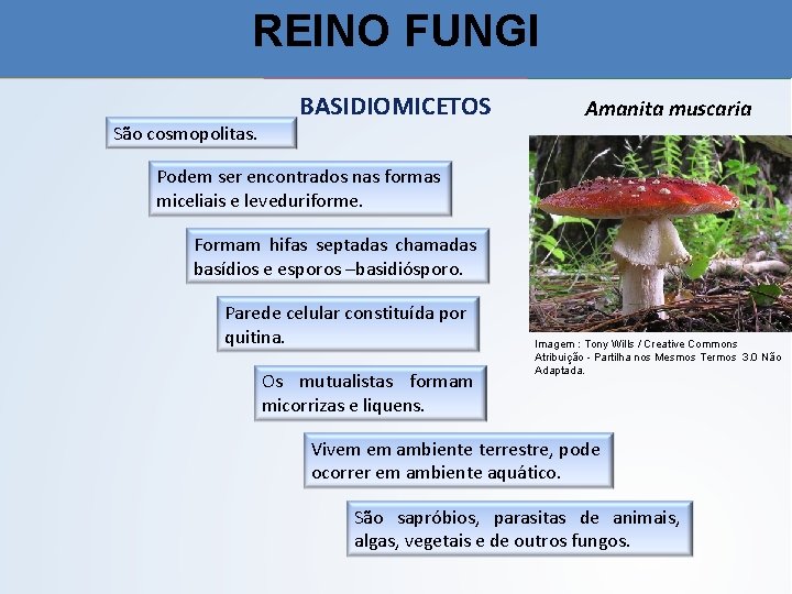 REINO FUNGI São cosmopolitas. BASIDIOMICETOS Amanita muscaria Podem ser encontrados nas formas miceliais e