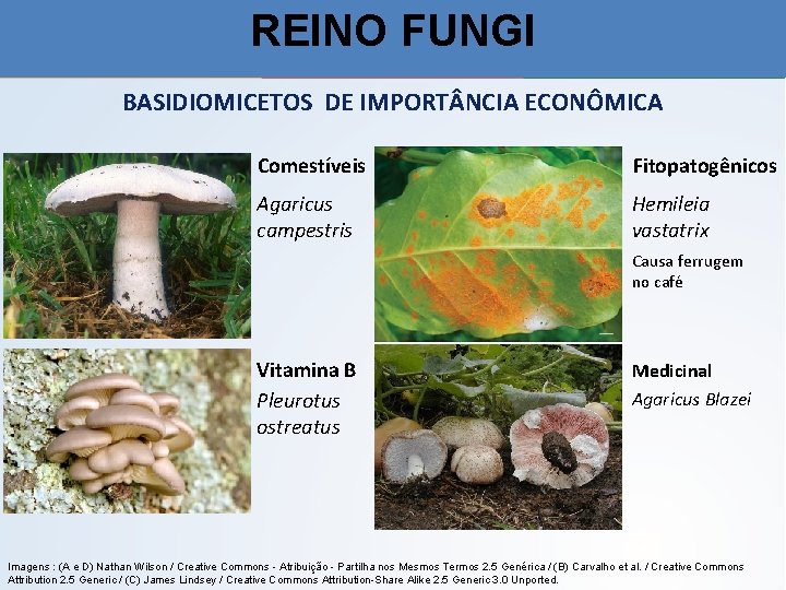 REINO FUNGI BASIDIOMICETOS DE IMPORT NCIA ECONÔMICA Comestíveis Fitopatogênicos Agaricus campestris Hemileia vastatrix Causa