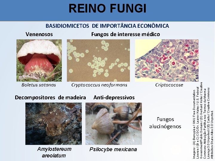 Boletus satanas Cryptococcus neoformans Decompositores de madeira Amylostereum areolatum Psilocybe mexicana Criptococose Anti-depressivos Fungos