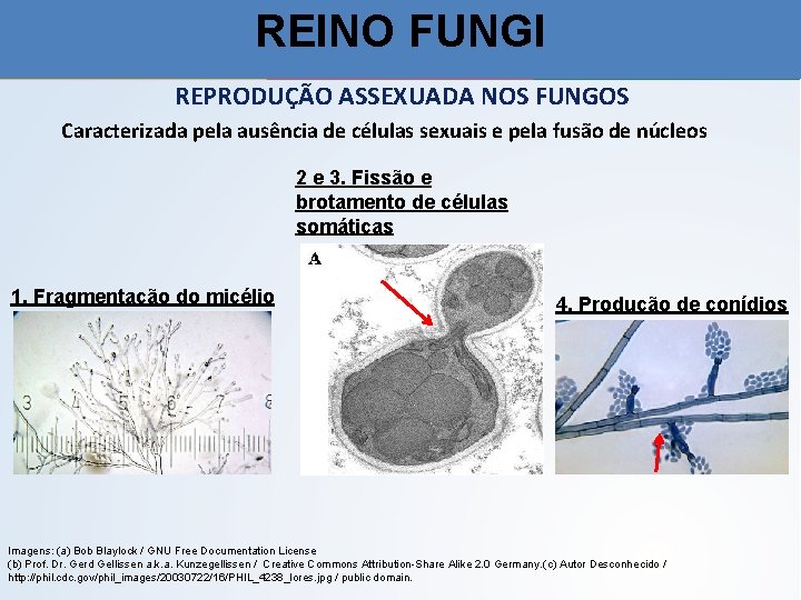 REINO FUNGI REPRODUÇÃO ASSEXUADA NOS FUNGOS Caracterizada pela ausência de células sexuais e pela