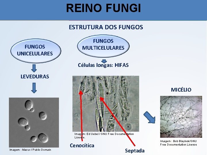 REINO FUNGI ESTRUTURA DOS FUNGOS UNICELULARES FUNGOS MULTICELULARES Células longas: HIFAS LEVEDURAS MICÉLIO Imagem: