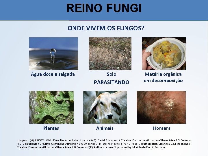 REINO FUNGI ONDE VIVEM OS FUNGOS? Água doce e salgada Solo PARASITANDO Plantas Animais