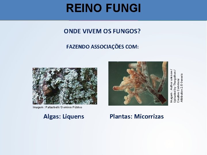REINO FUNGI ONDE VIVEM OS FUNGOS? Imagem : Author unknow / Uploaded by Thergothon