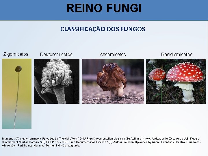 REINO FUNGI CLASSIFICAÇÃO DOS FUNGOS Zigomicetos Deuteromicetos Ascomicetos Basidiomicetos Imagens : (A) Author unknow