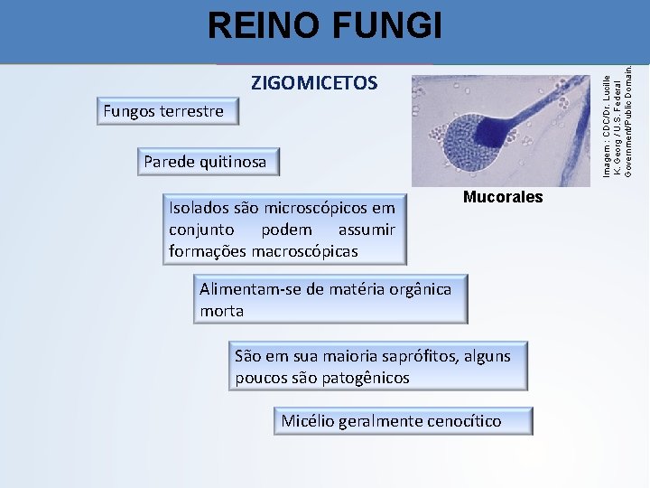 Imagem : CDC/Dr. Lucille K. Georg / U. S. Federal Government/Public Domain. REINO FUNGI