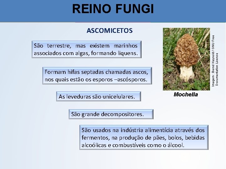 REINO FUNGI Imagem : Bernd Haynold / GNU Free Documentation License ASCOMICETOS São terrestre,