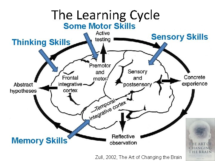 The Learning Cycle Some Motor Skills Thinking Skills Sensory Skills Memory Skills Zull, 2002,