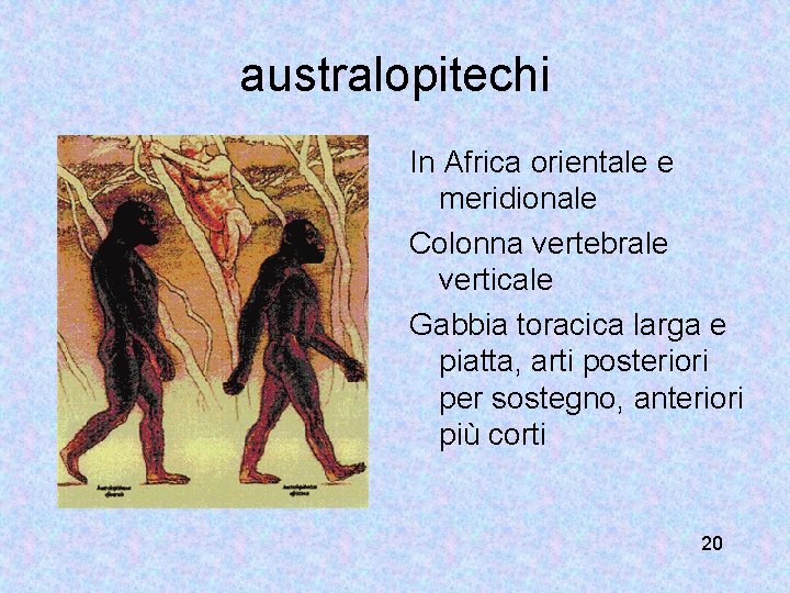 australopitechi In Africa orientale e meridionale Colonna vertebrale verticale Gabbia toracica larga e piatta,