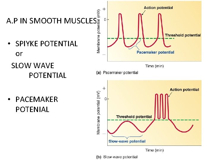 A. P IN SMOOTH MUSCLES • SPIYKE POTENTIAL or SLOW WAVE POTENTIAL • PACEMAKER