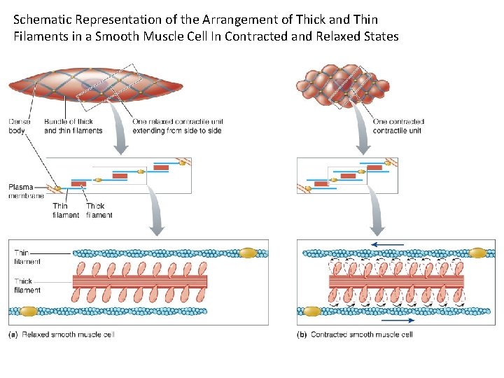 Schematic Representation of the Arrangement of Thick and Thin Filaments in a Smooth Muscle