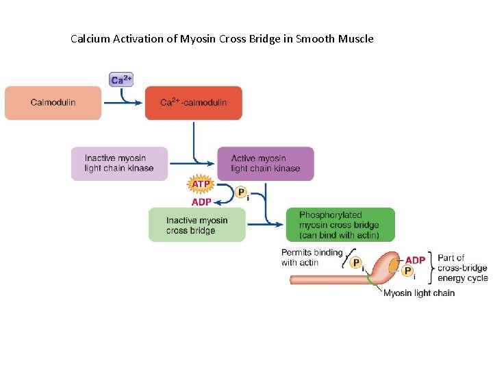Calcium Activation of Myosin Cross Bridge in Smooth Muscle 