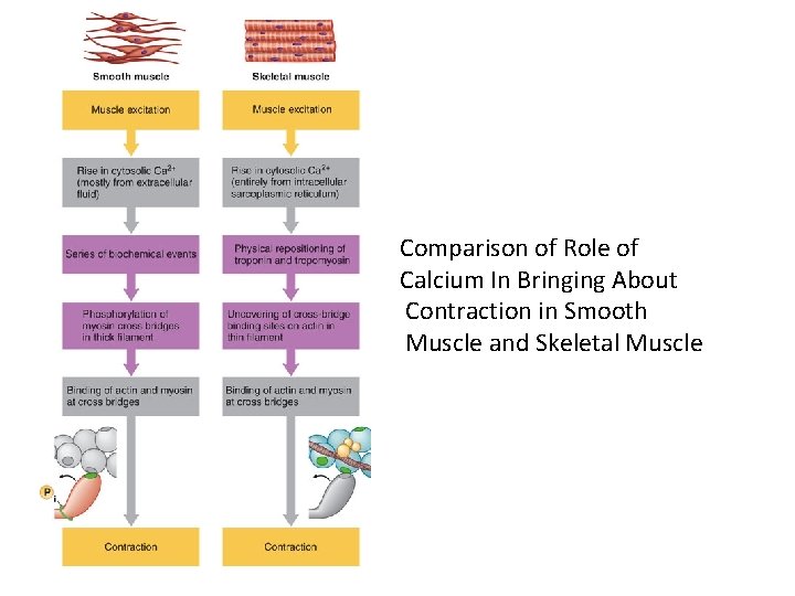 Comparison of Role of Calcium In Bringing About Contraction in Smooth Muscle and Skeletal
