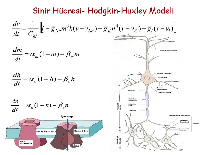 Sinir Hücresi- Hodgkin-Huxley Modeli 