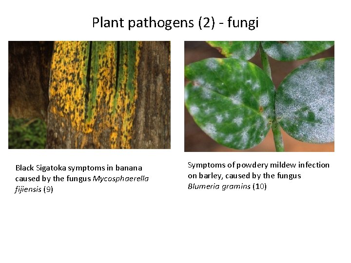 Plant pathogens (2) - fungi Black Sigatoka symptoms in banana caused by the fungus