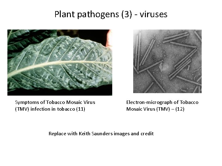 Plant pathogens (3) - viruses Symptoms of Tobacco Mosaic Virus (TMV) infection in tobacco
