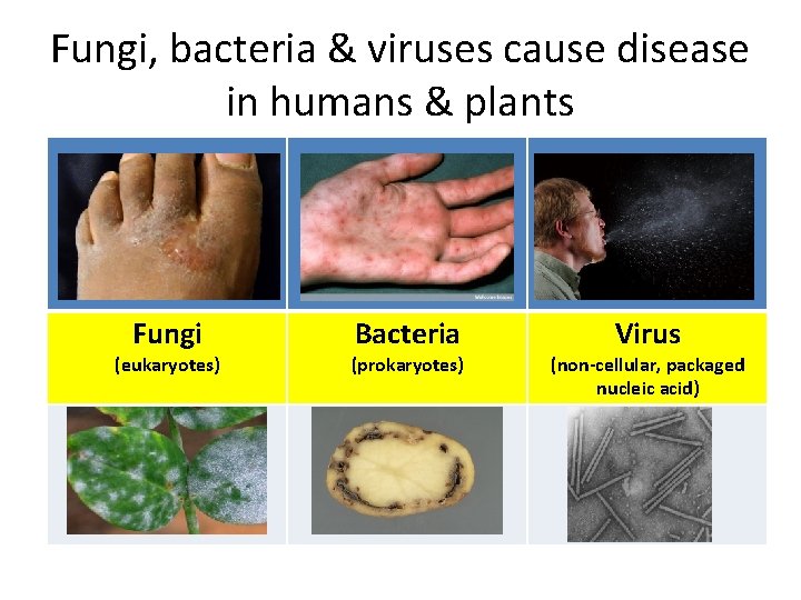 Fungi, bacteria & viruses cause disease in humans & plants Fungi (eukaryotes) Bacteria (prokaryotes)