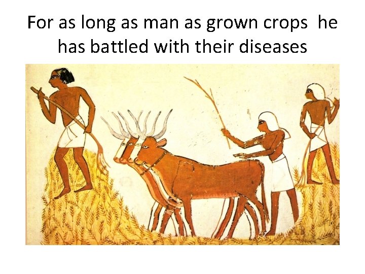 For as long as man as grown crops he has battled with their diseases