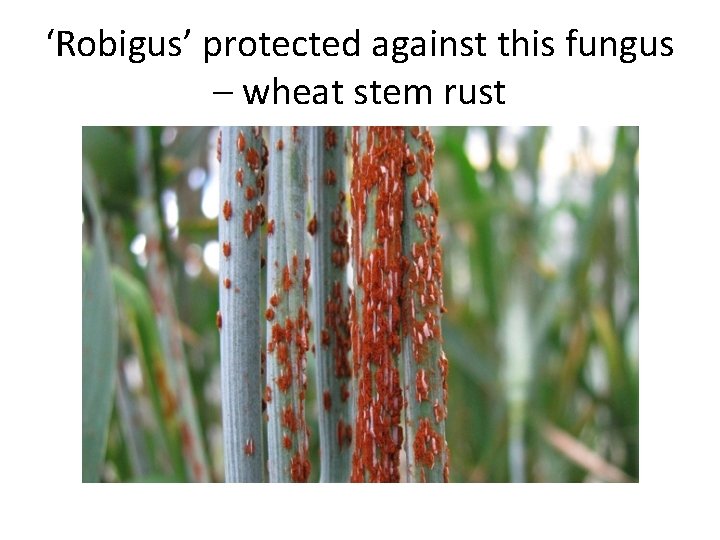 ‘Robigus’ protected against this fungus – wheat stem rust 