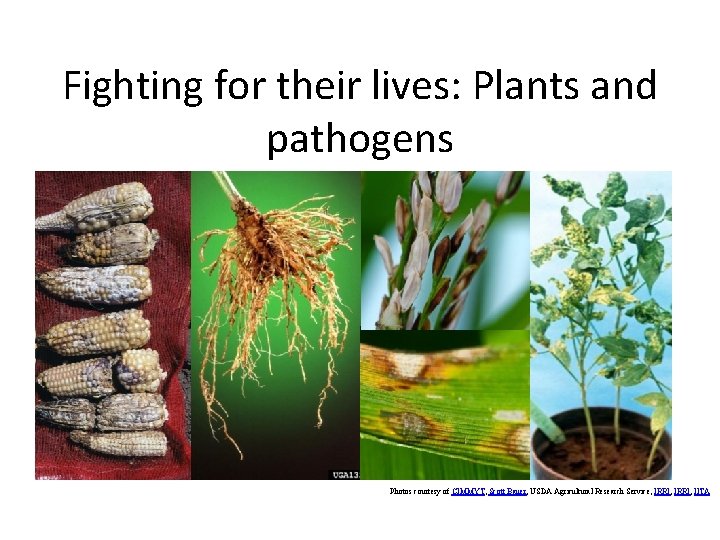 Fighting for their lives: Plants and pathogens Photos courtesy of CIMMYT, Scott Bauer, USDA