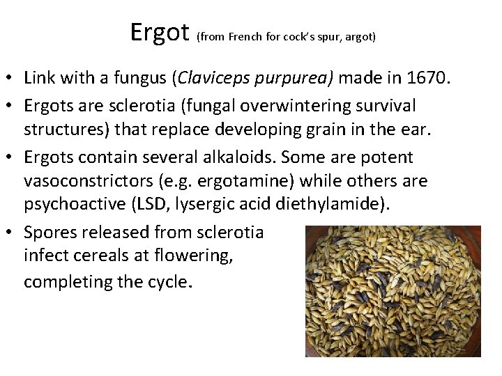 Ergot (from French for cock’s spur, argot) • Link with a fungus (Claviceps purpurea)