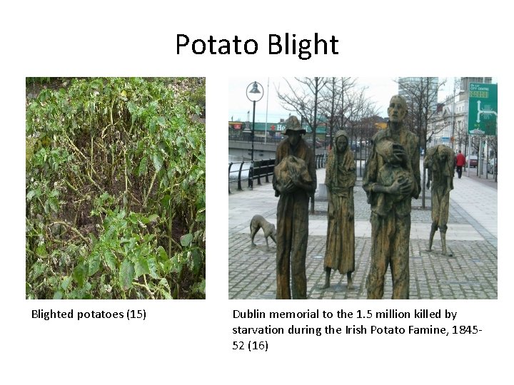 Potato Blighted potatoes (15) Dublin memorial to the 1. 5 million killed by starvation