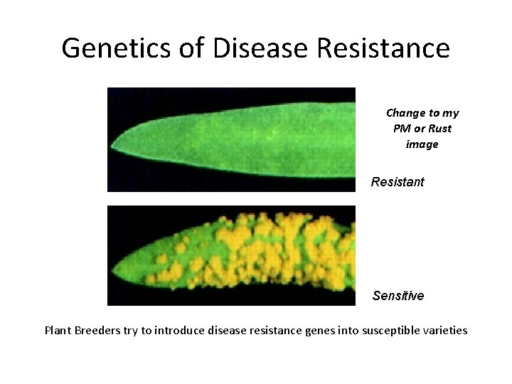 Genetics of Disease Resistance Change to my PM or Rust image Resistant Sensitive Plant