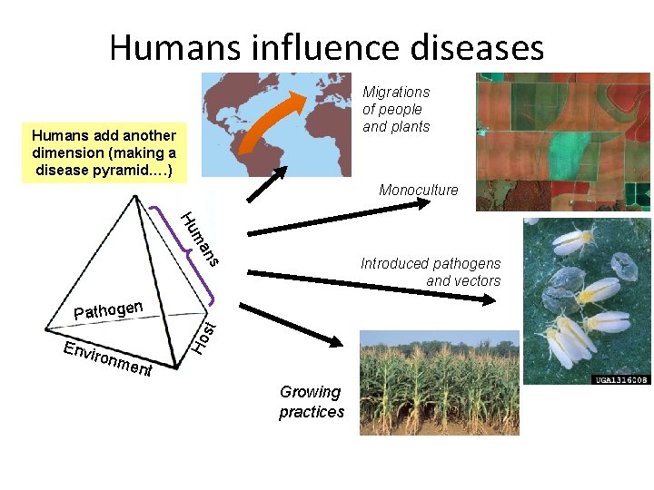Humans influence diseases Migrations of people and plants Humans add another dimension (making a