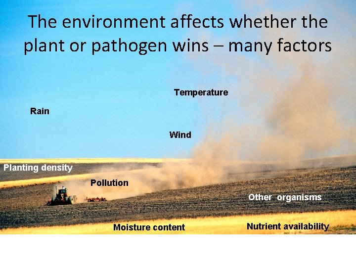 The environment affects whether the plant or pathogen wins – many factors Temperature Rain